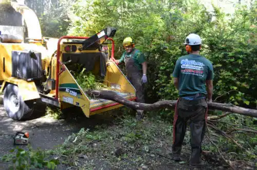 tree services Norridge